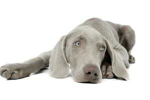 Studio shot of a beautiful Weimaraner photo