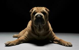 Shar pei acostado abajo en el oscuro estudio foto