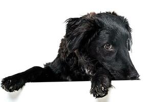 Black dog portrait in the white studio photo