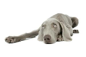 Studio shot of a beautiful Weimaraner photo