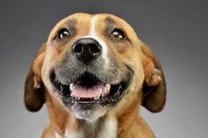 Portrait of an adorable Staffordshire Terrier photo