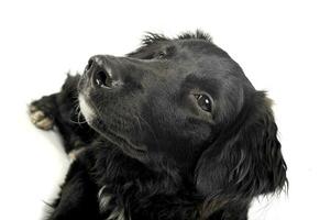 retrato de un adorable mezclado raza perro mirando satisfecho foto