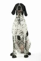 German Pointer sitting in the white studio floor photo