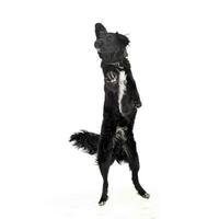 Studio shot of an adorable mixed breed dog standing on hind legs photo