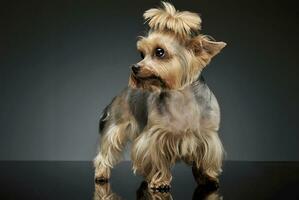 Studio shot of an adorable Yorkshire Terrier looking curiously with funny ponytail photo