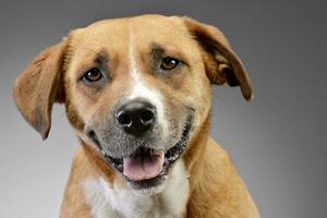 retrato de un adorable Staffordshire terrier foto