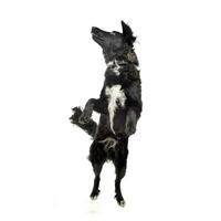 Studio shot of an adorable mixed breed dog standing on hind legs photo