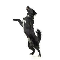 Studio shot of an adorable mixed breed dog standing on hind legs photo