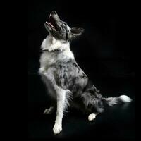 border collie with blue eyes sitting in the dark background photo