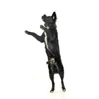 Studio shot of an adorable mixed breed dog standing on hind legs photo