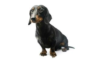 Studio shot of an adorable Dachshund photo