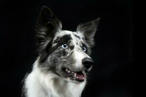 border collie portrait in the dark background photo