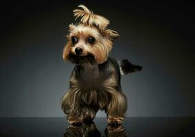 estudio Disparo de un adorable Yorkshire terrier mirando curiosamente con gracioso cola de caballo foto