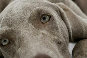 Portrait of a beautiful Weimaraner photo