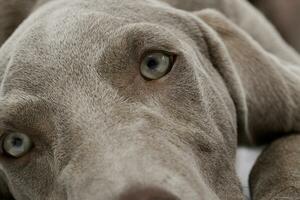 retrato de un hermosa Weimaraner foto