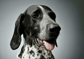 Studio shot of a lovely  deutsch kurzhaar photo