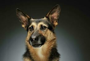 Portrait of an adorable German shepherd photo