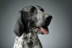 German Pointer portrait in a graduated gray background photo