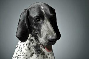 German Pointer portrait in a graduated gray background photo