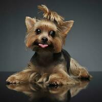 Yorkshire terrier retrato en un graduado gris antecedentes con abierto boca foto