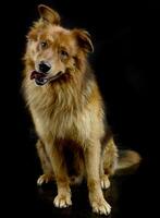 Nice red dog portrait in black background photo