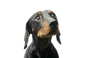 Portrait of a lovely Dachshund photo