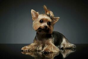 Studio shot of an adorable Yorkshire Terrier looking curiously at the camera with funny ponytail photo