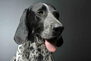 German Pointer portrait in a graduated gray background photo