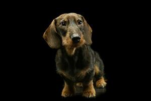 Studio shot of an adorable Dachshund photo