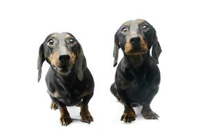 Studio shot of two adorable Dachshunds photo