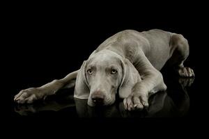 Studio shot of a beautiful Weimaraner photo