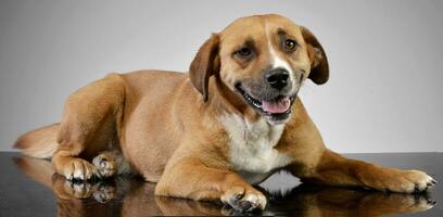 Studio shot of an adorable Staffordshire Terrier photo