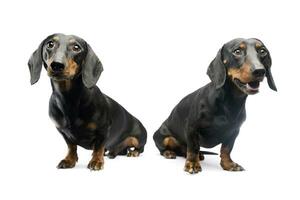 Studio shot of two adorable Dachshunds photo