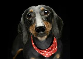 Portrait of an adorable short haired Dachshund wearing a red scarf photo