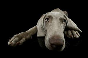 Studio shot of a beautiful Weimaraner photo