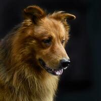 bonito marrón perro retrato en el oscuro estudio foto