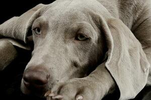 Portrait of a beautiful Weimaraner photo