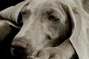 Portrait of a beautiful Weimaraner photo