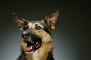 Portrait of an adorable German shepherd photo