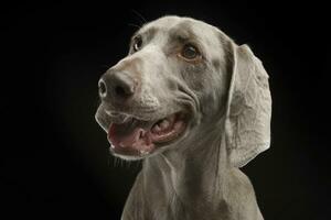 Beautiful Weimarener in the dark photo studio