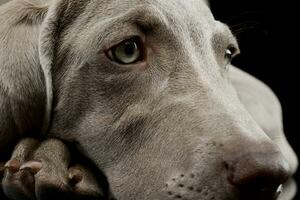 retrato de un hermosa Weimaraner foto