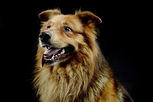 bonito marrón perro retrato en un oscuro estudio foto