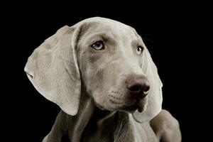 Portrait of a beautiful Weimaraner photo