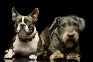 Studio shot of an adorable Boston Terrier and a Dachshund photo