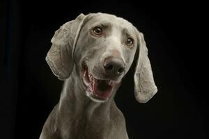 Beautiful Weimarener in the dark photo studio
