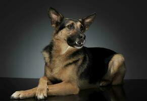 German shepherd lying in the reflexing shiny studio floor photo