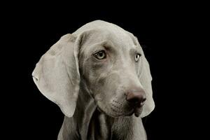 retrato de un hermosa Weimaraner foto