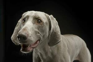 Beautiful Weimarener in the dark photo studio