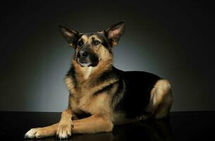 Studio shot of an adorable German shepherd photo