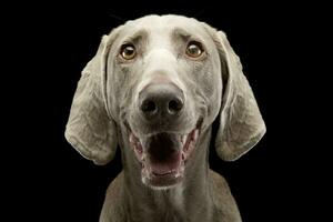 retrato de un adorable Weimaraner foto